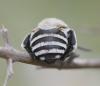Amegilla quadrifasciata